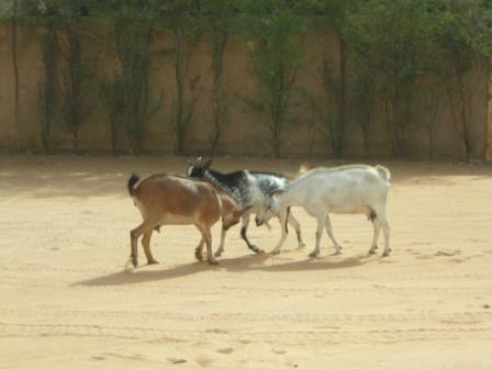 headbutting-goats-web.jpg